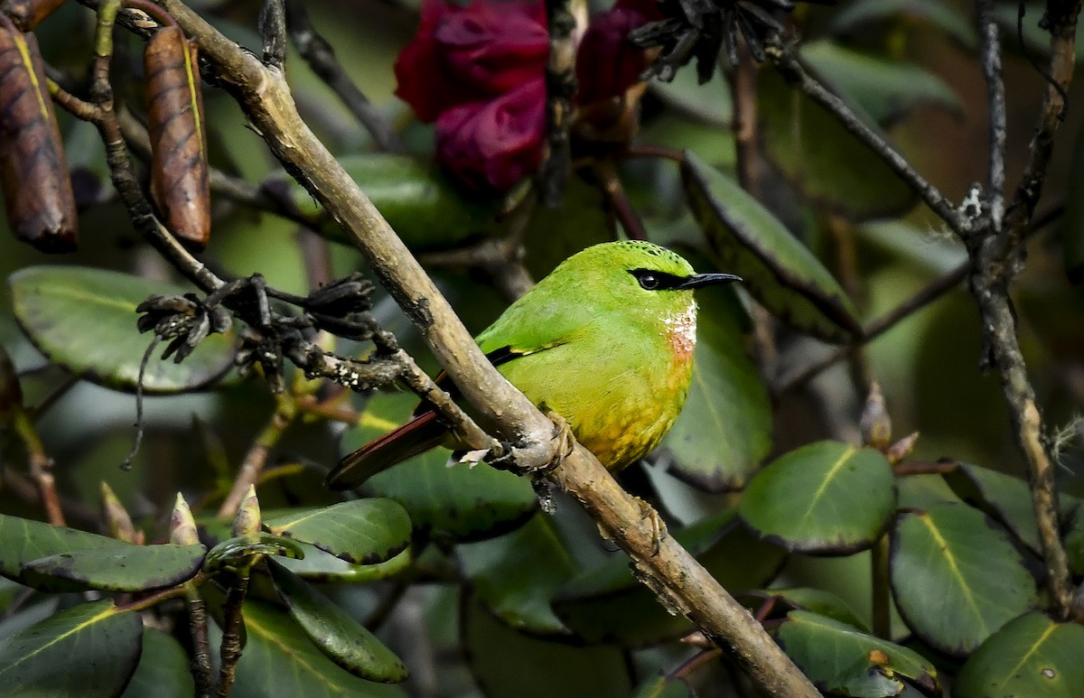 Fire-tailed Myzornis - ML638009984