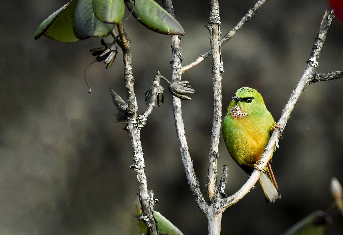 Fire-tailed Myzornis - ML638009985