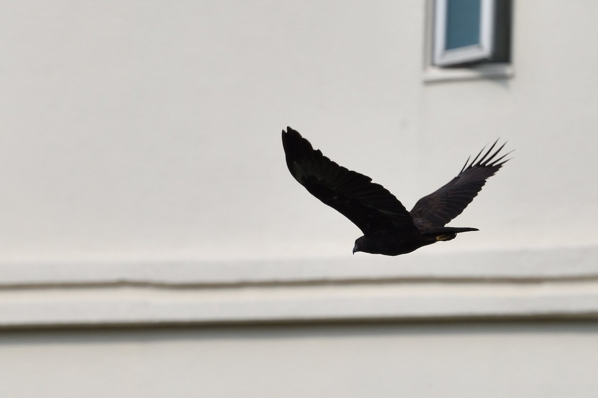 Changeable Hawk-Eagle - ML638009994