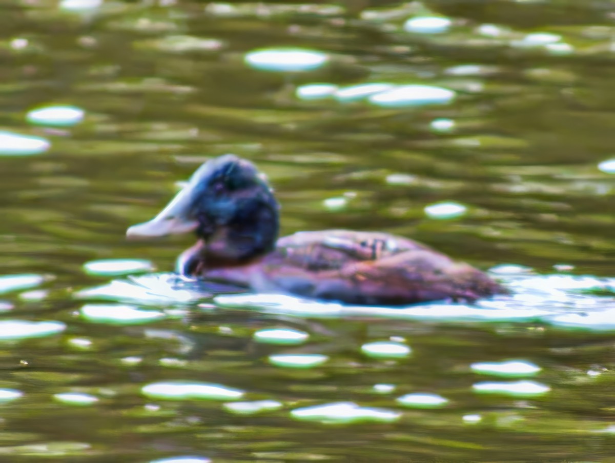 Blue-billed Duck - ML638010019