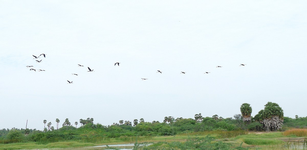 Painted Stork - ML638010067