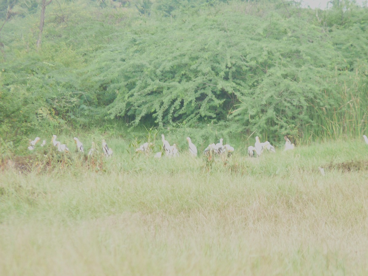 Painted Stork - ML638010068
