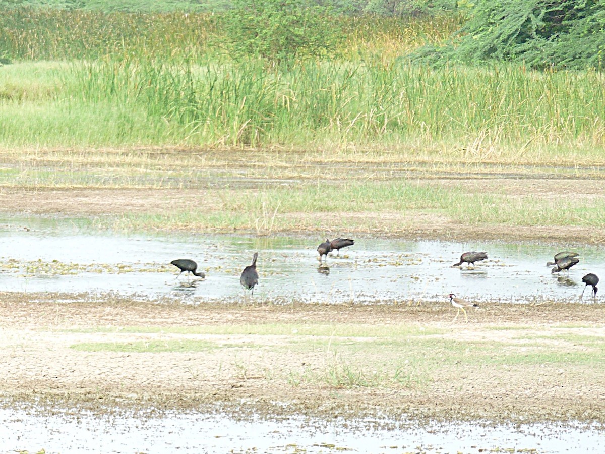 Glossy Ibis - ML638010082