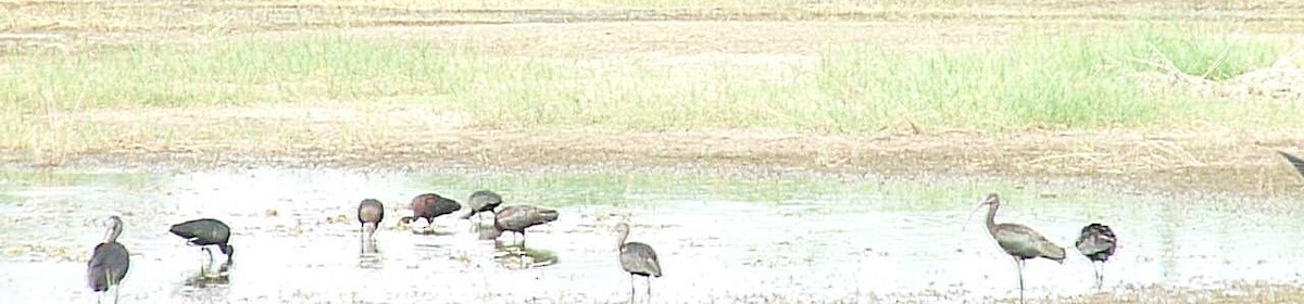 Glossy Ibis - ML638010083