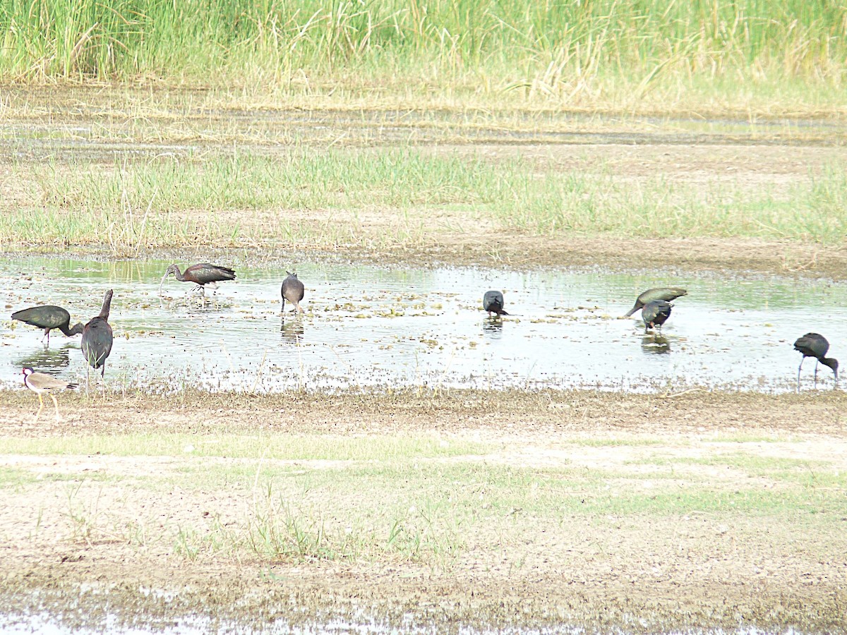Glossy Ibis - ML638010084