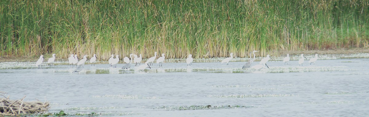 Eurasian Spoonbill - ML638010097