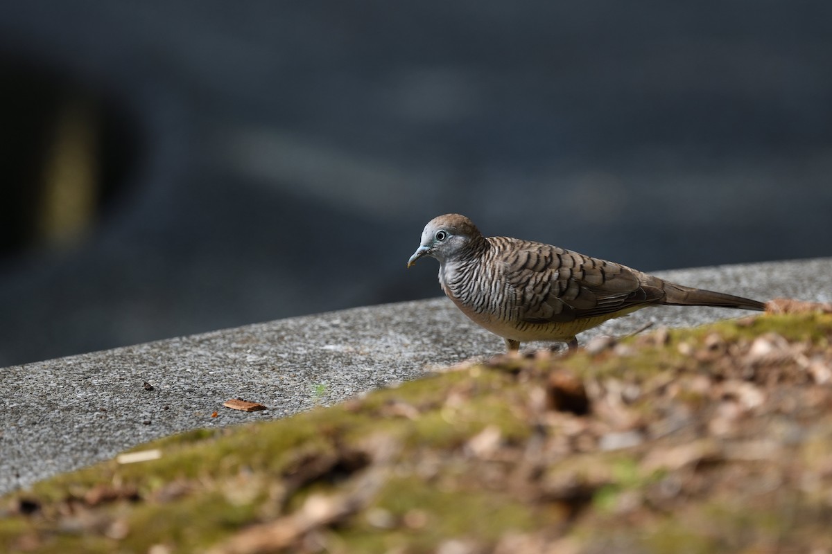 Zebra Dove - ML638010109