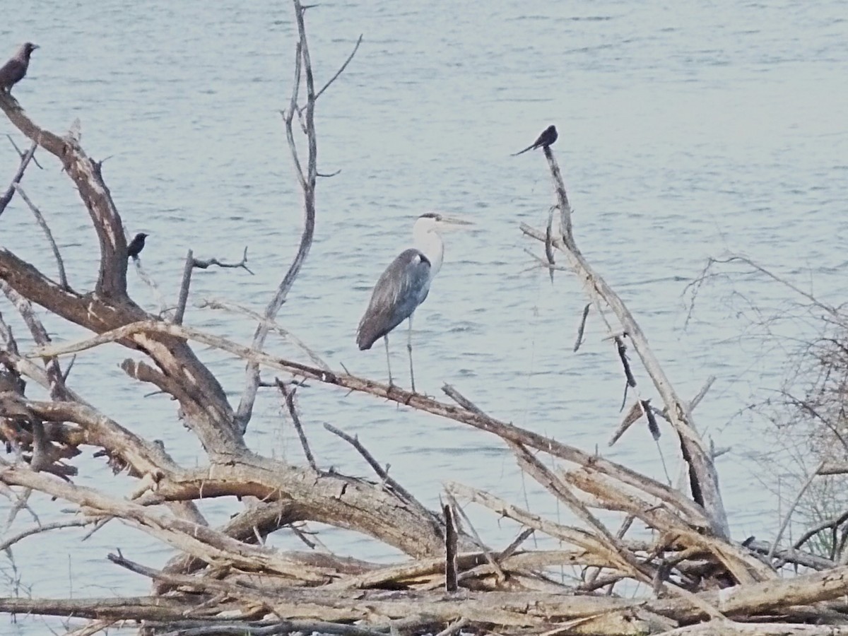 Gray Heron - ML638010118