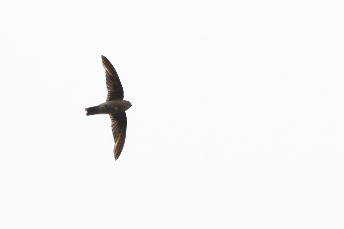 Asian Palm Swift - ML638010131