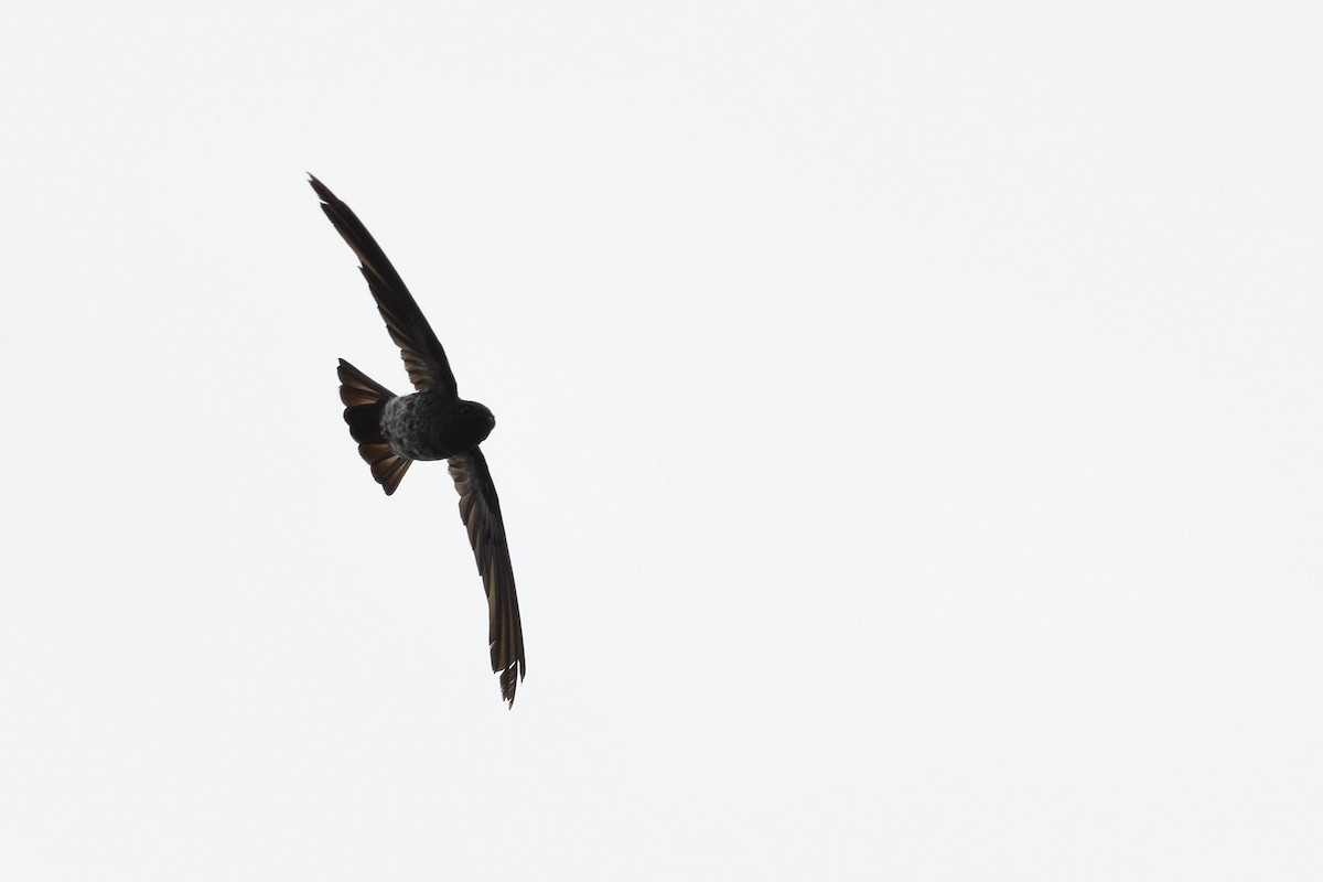 Plume-toed Swiftlet - ML638010139