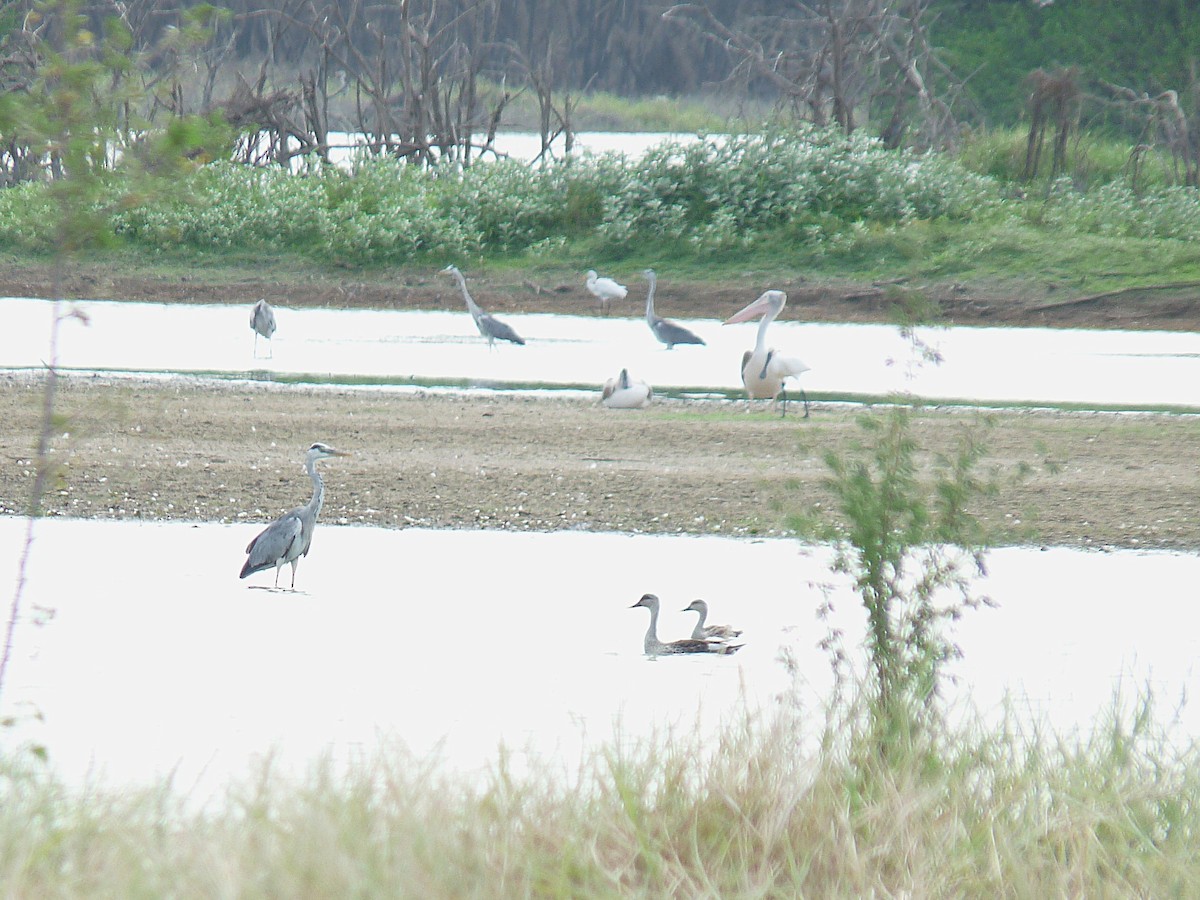 Spot-billed Pelican - ML638010145