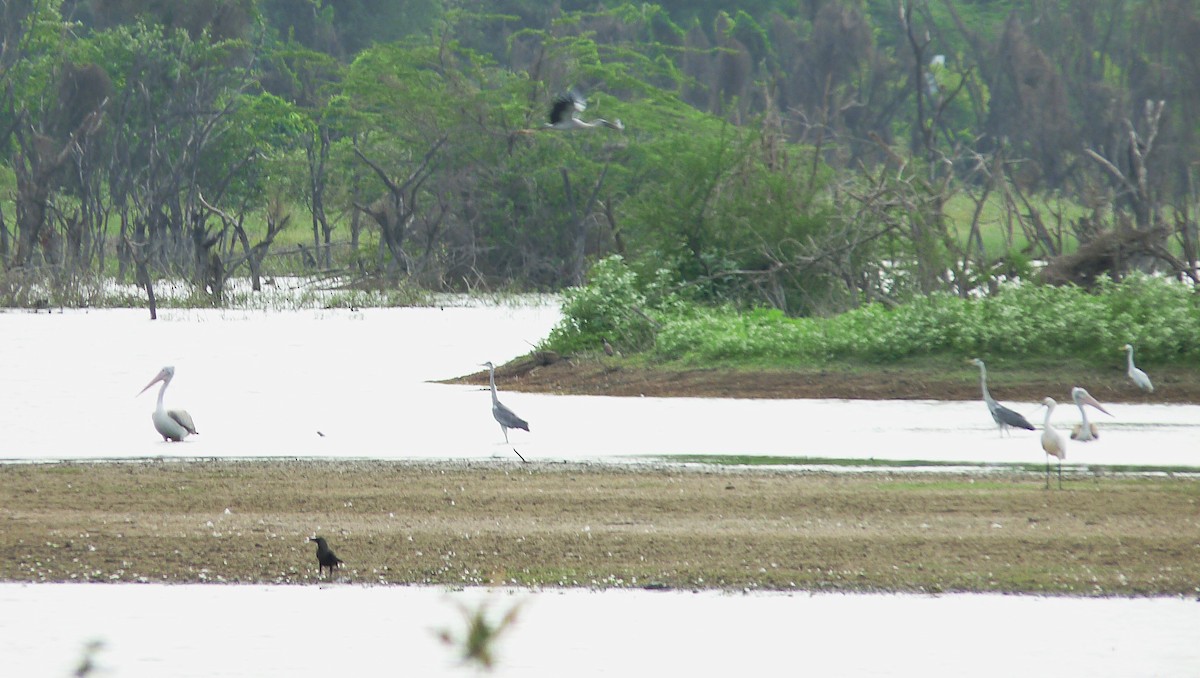 Spot-billed Pelican - ML638010146