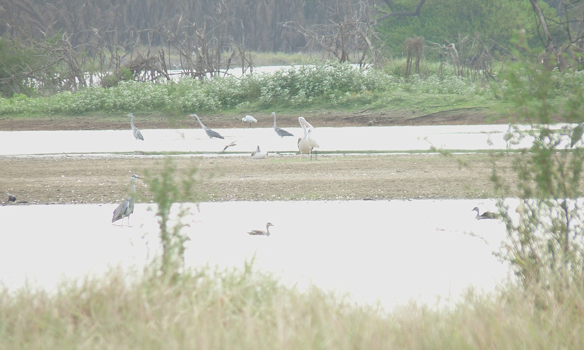 Spot-billed Pelican - ML638010147