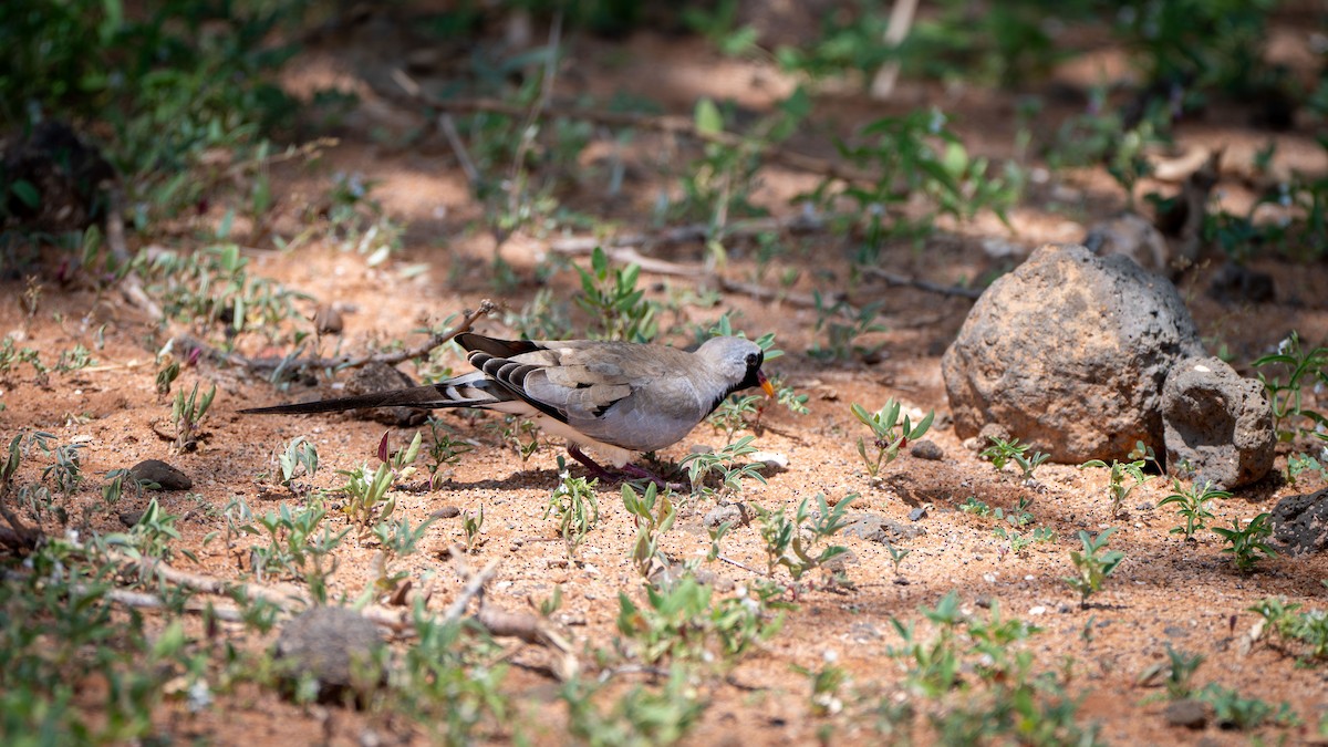 Namaqua Dove - ML638010158