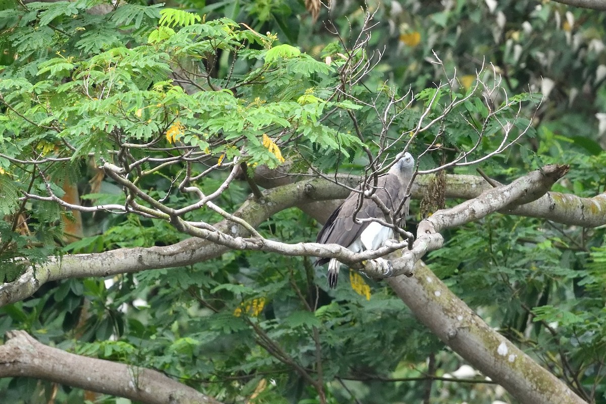 Gray-headed Fish-Eagle - ML638010184