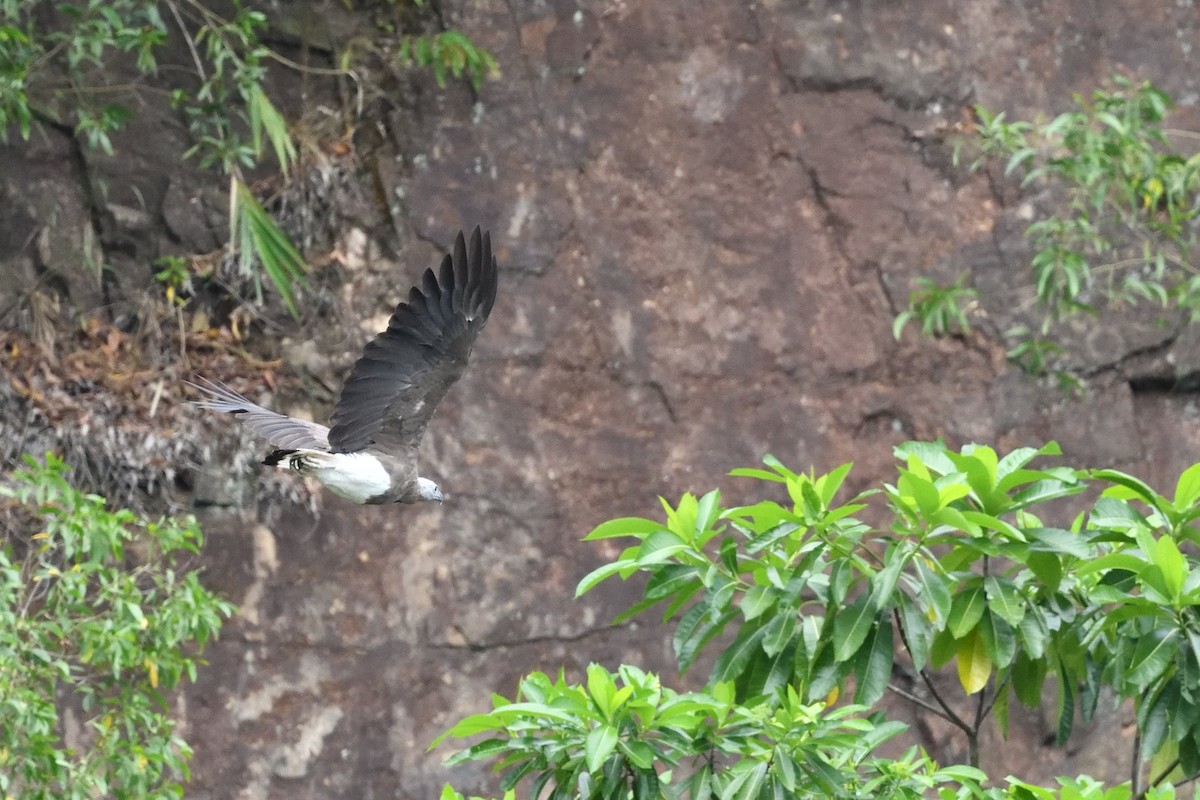 Gray-headed Fish-Eagle - ML638010185