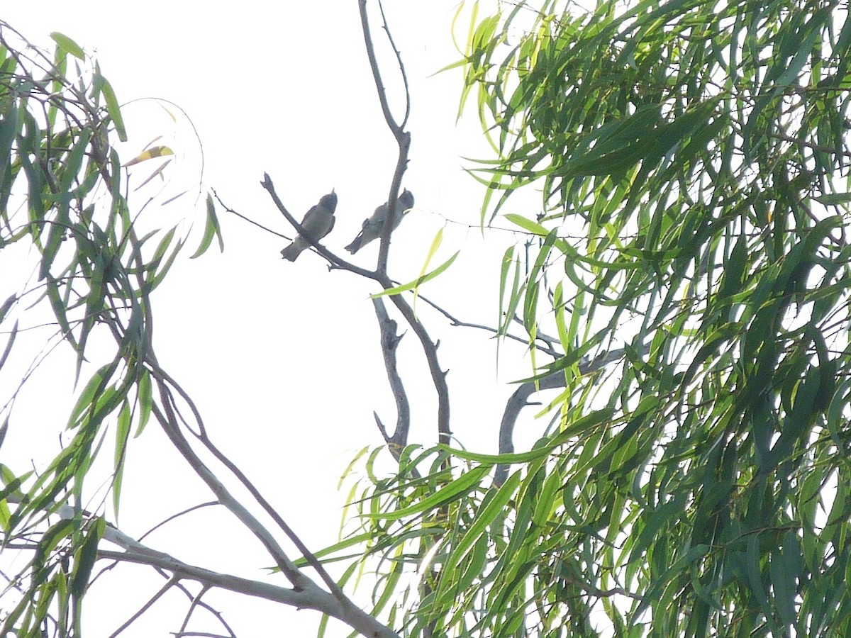 Ashy Woodswallow - ML638010207