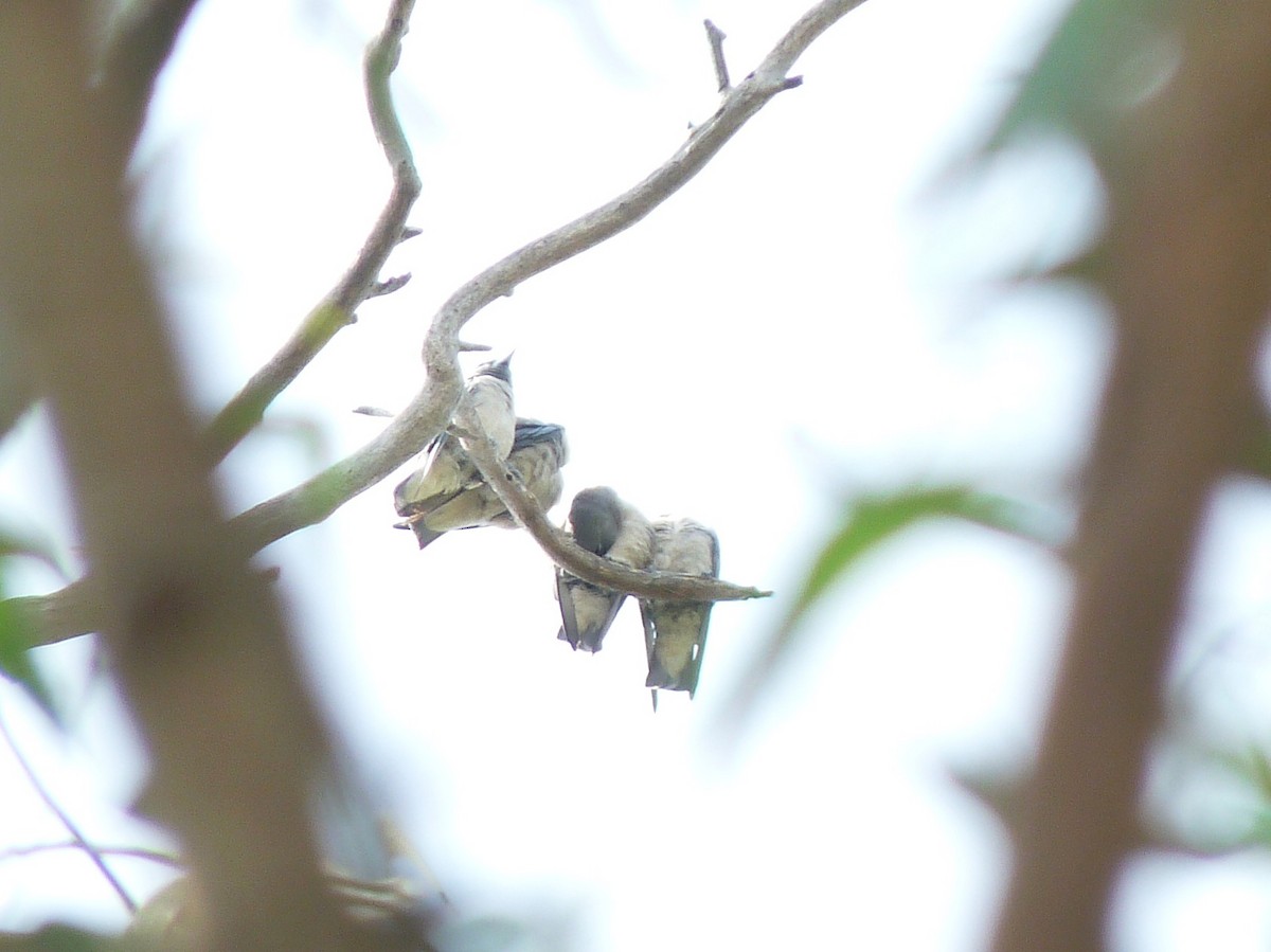 Ashy Woodswallow - ML638010210