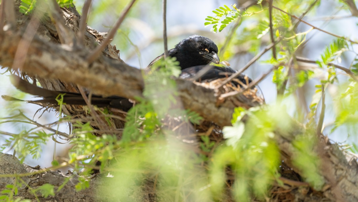 Хар доронго - ML638010219