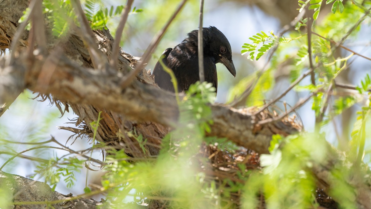 Хар доронго - ML638010220