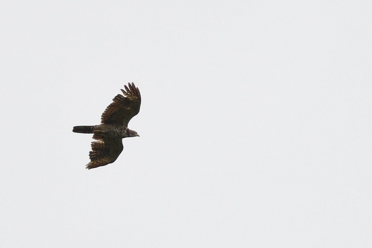 Oriental Honey-buzzard - ML638010223