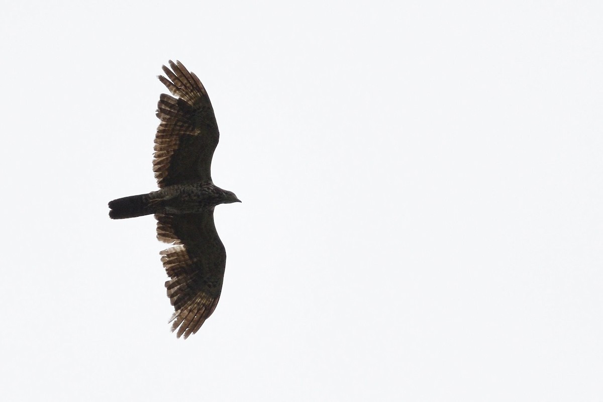 Oriental Honey-buzzard - ML638010224