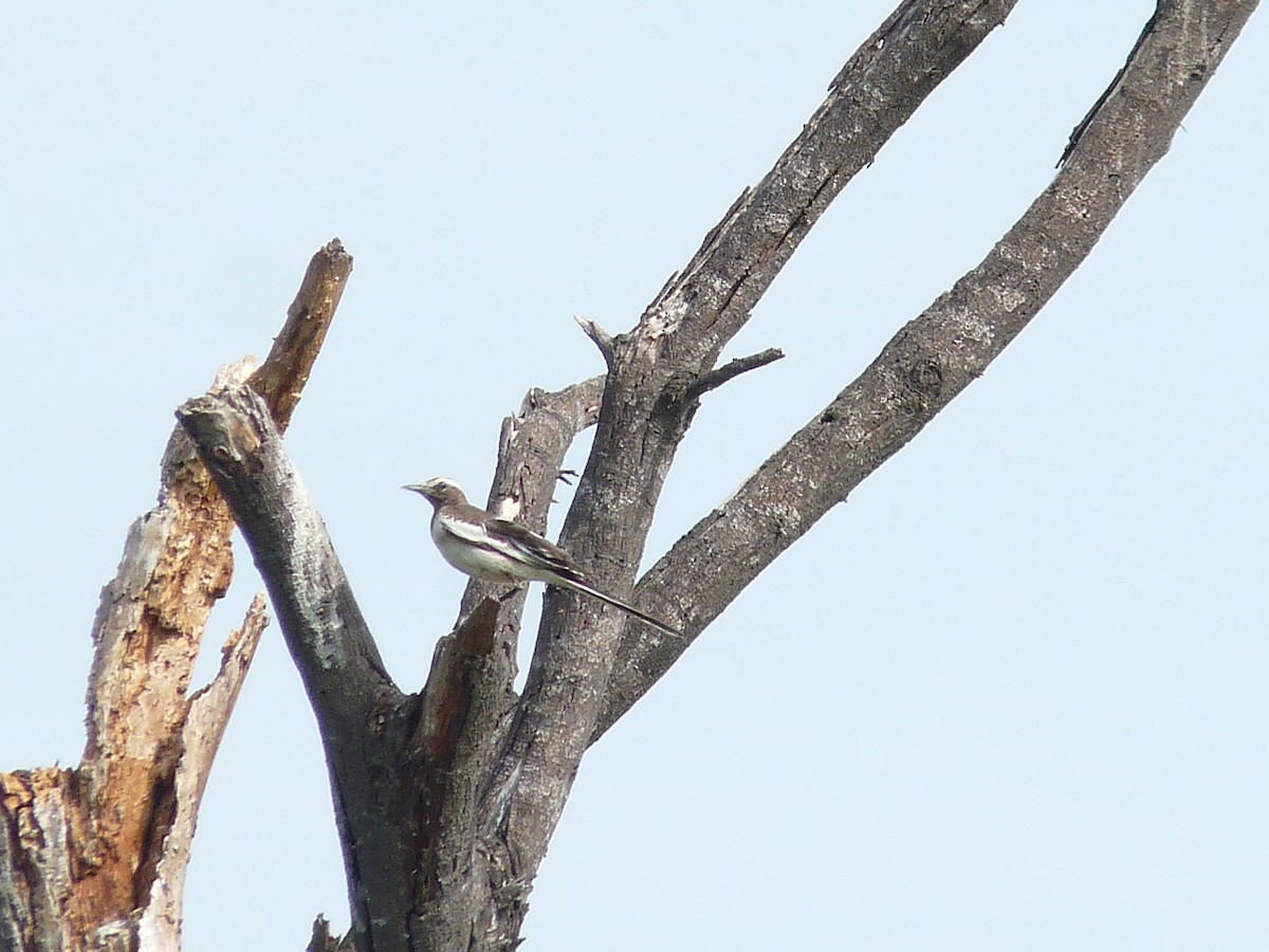 White-browed Wagtail - ML638010238