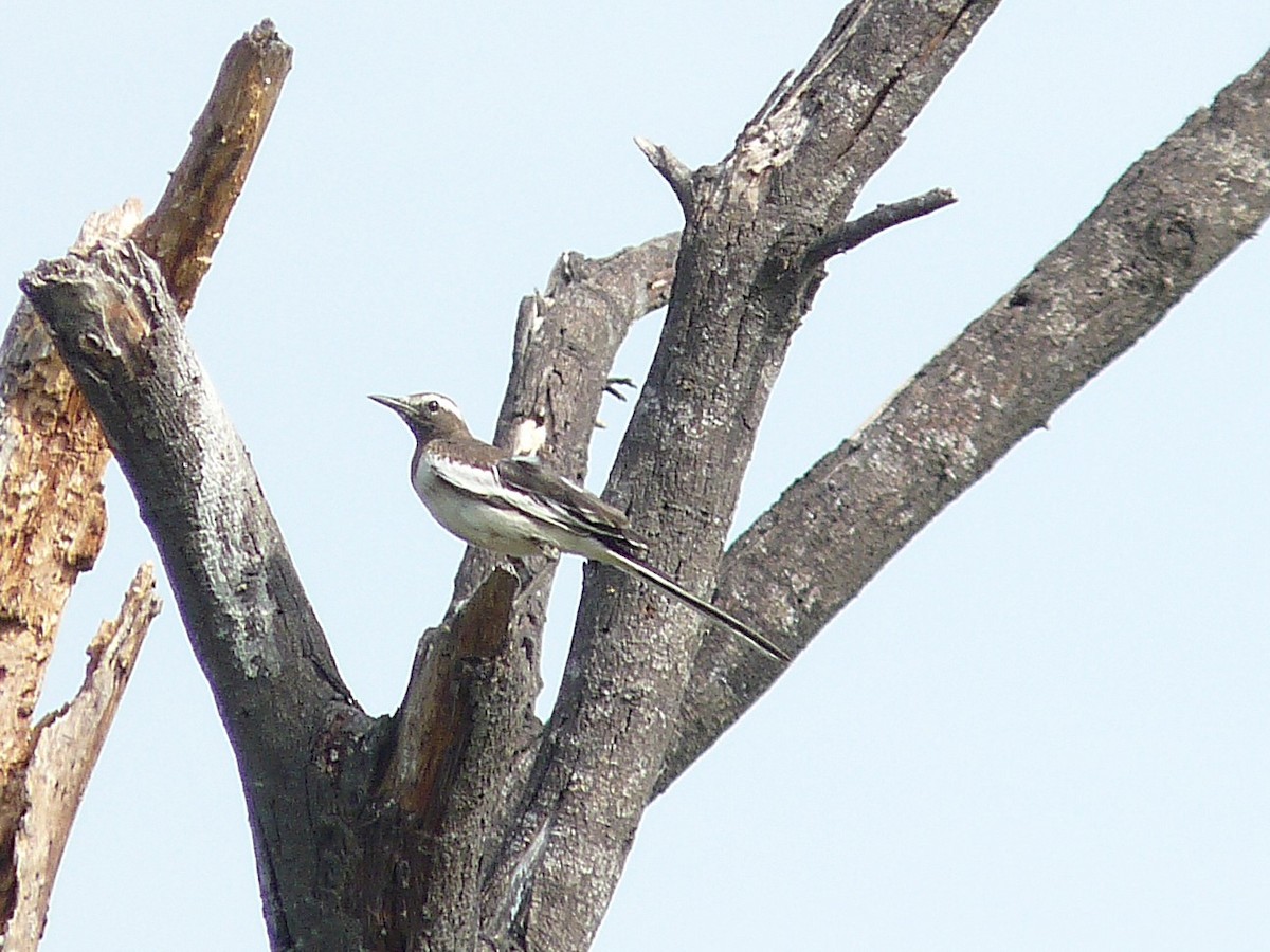 White-browed Wagtail - ML638010239