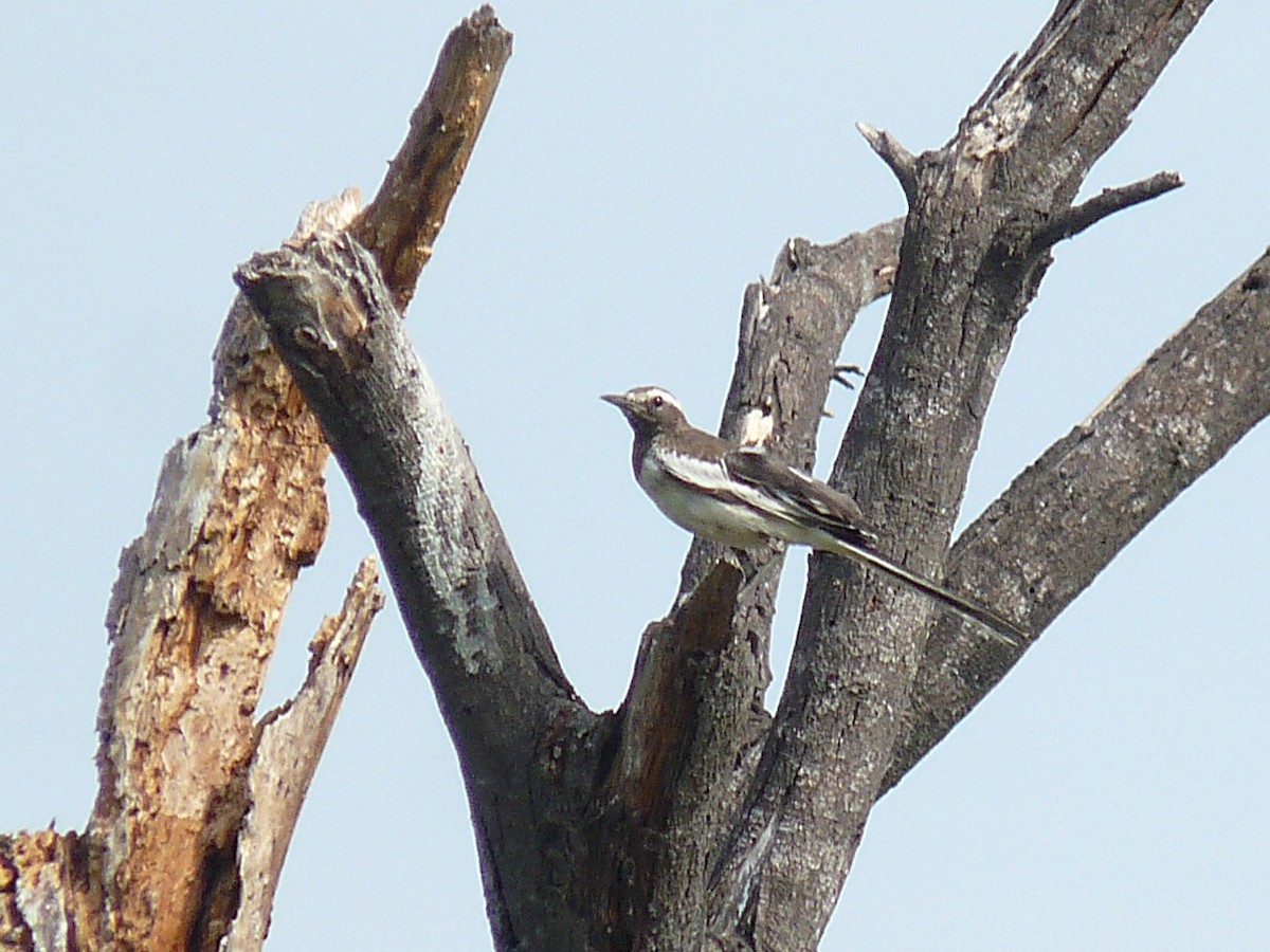 White-browed Wagtail - ML638010240