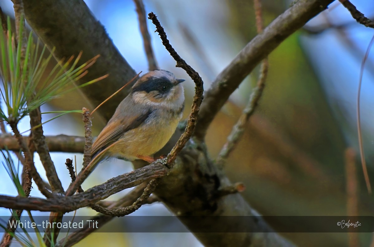 White-throated Tit - ML638010243