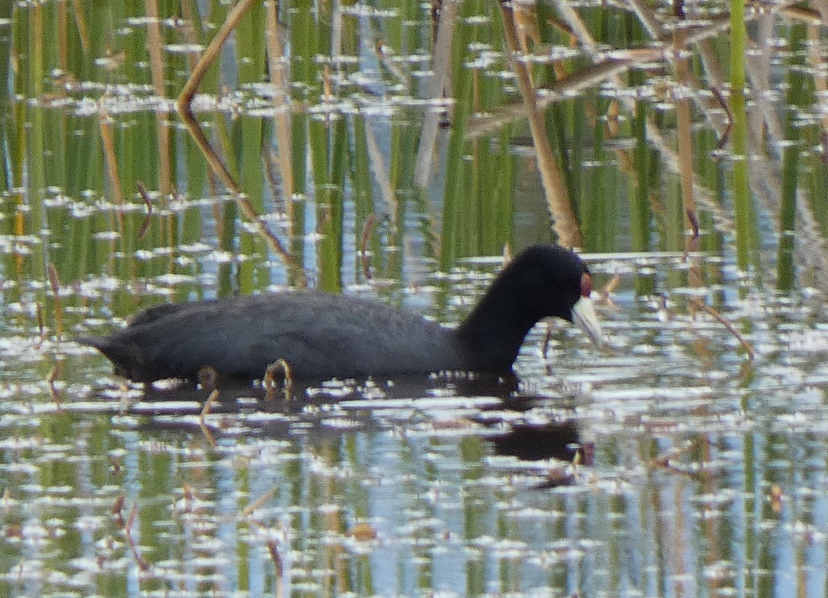 Slate-colored Coot - ML638010330