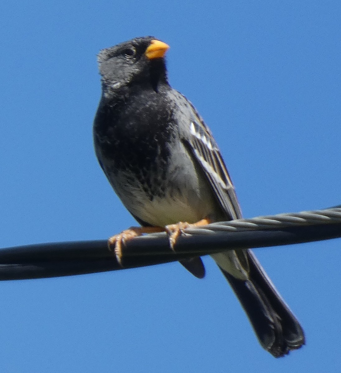 Mourning Sierra Finch - ML638010348