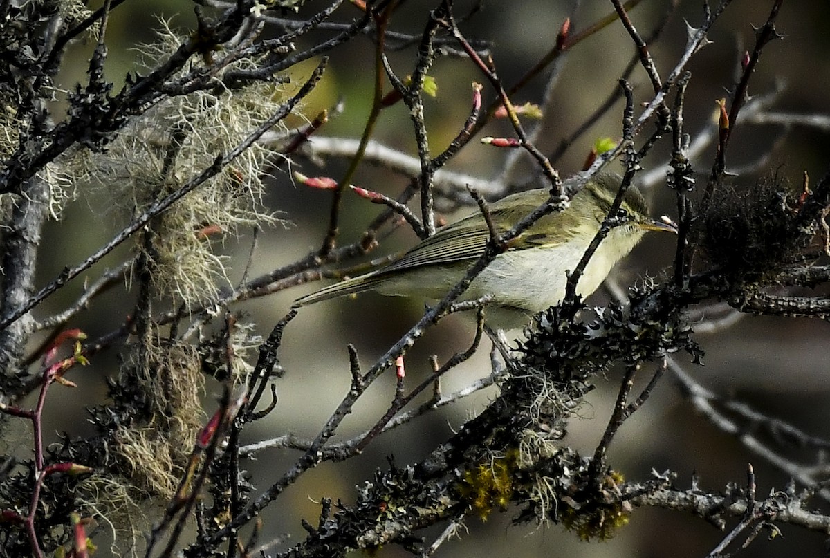Buff-barred Warbler - ML638010353