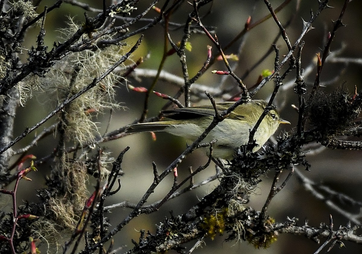 Buff-barred Warbler - ML638010354