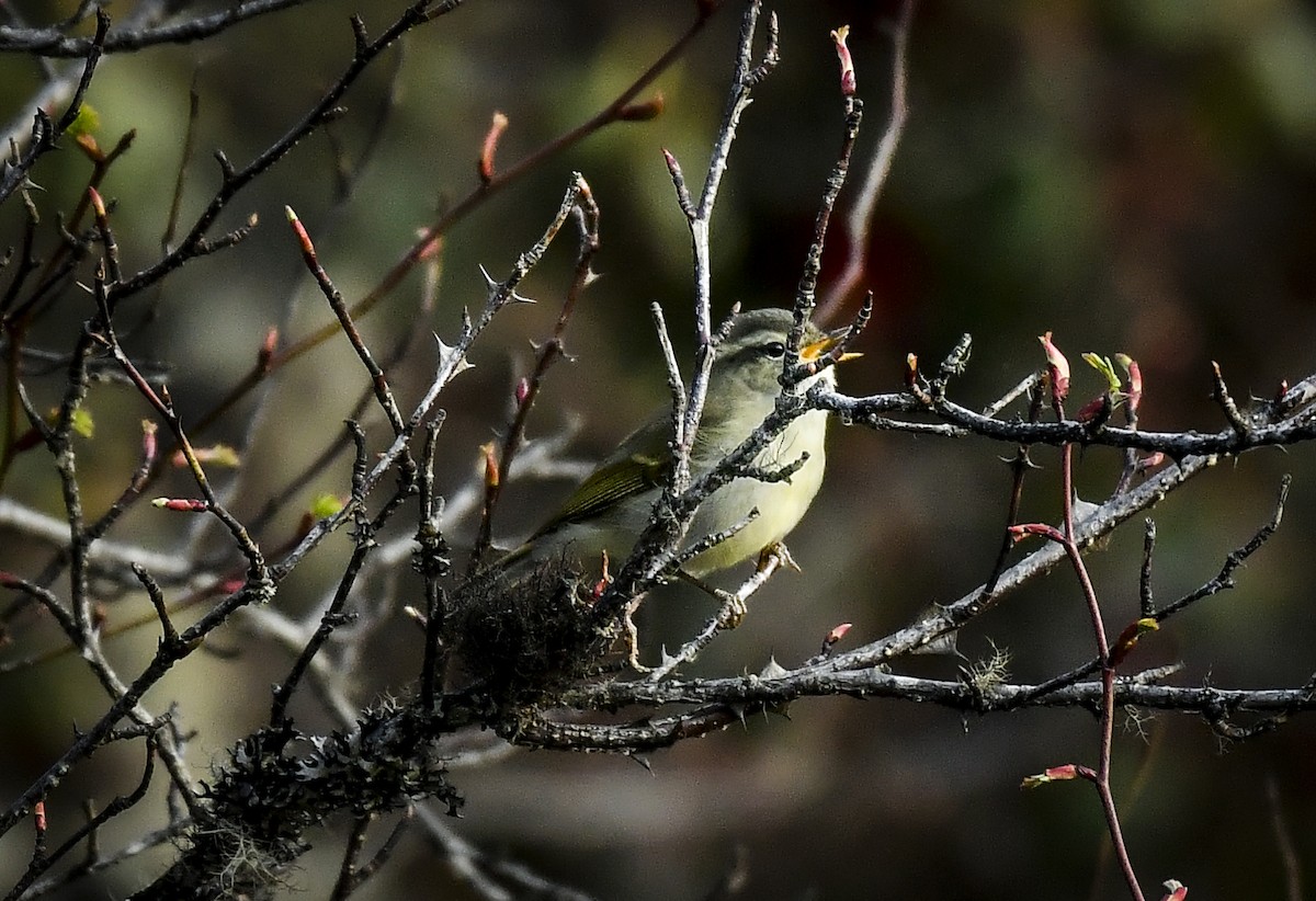 Buff-barred Warbler - ML638010355