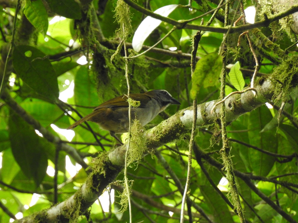 Buff-throated Saltator - ML638010368