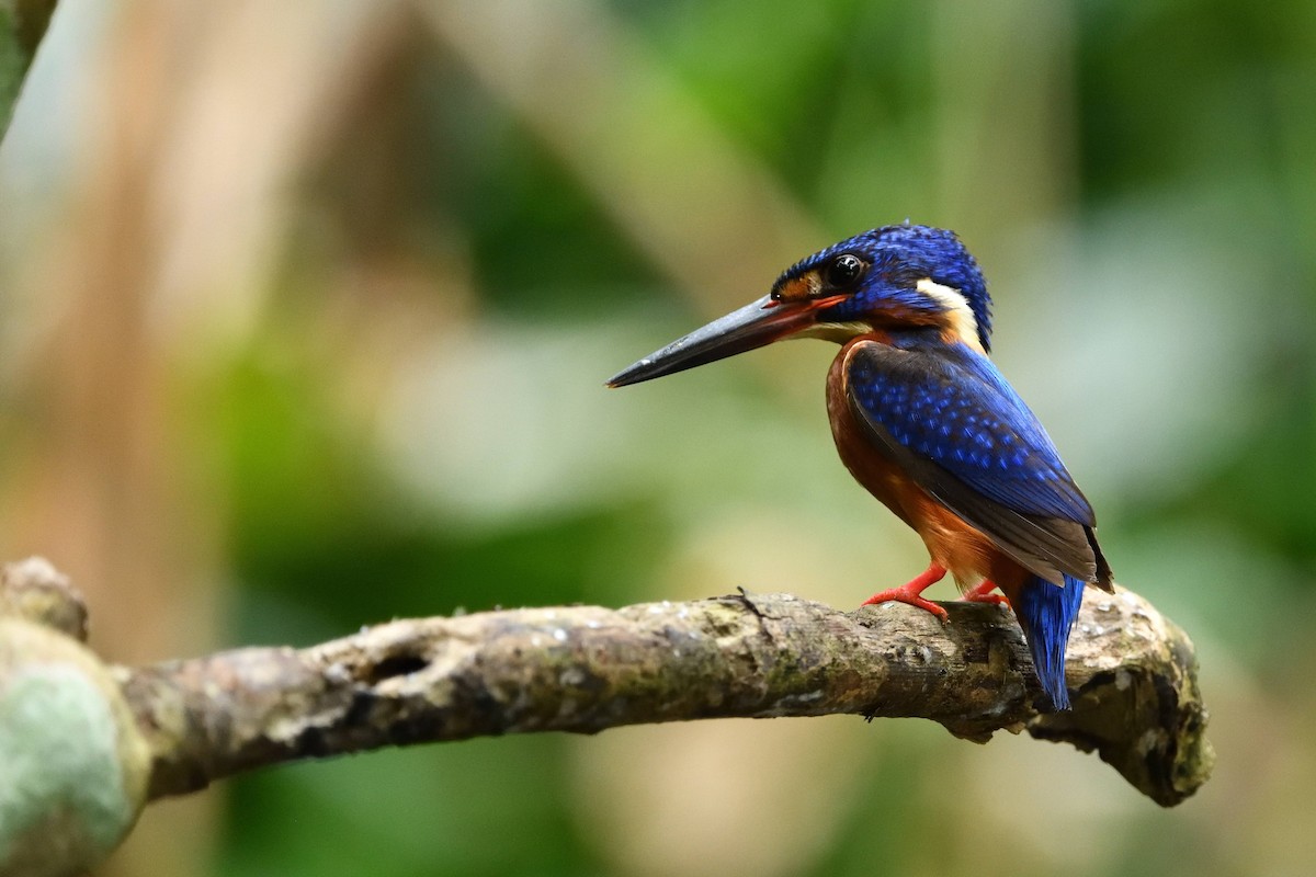 Blue-eared Kingfisher - ML638010380