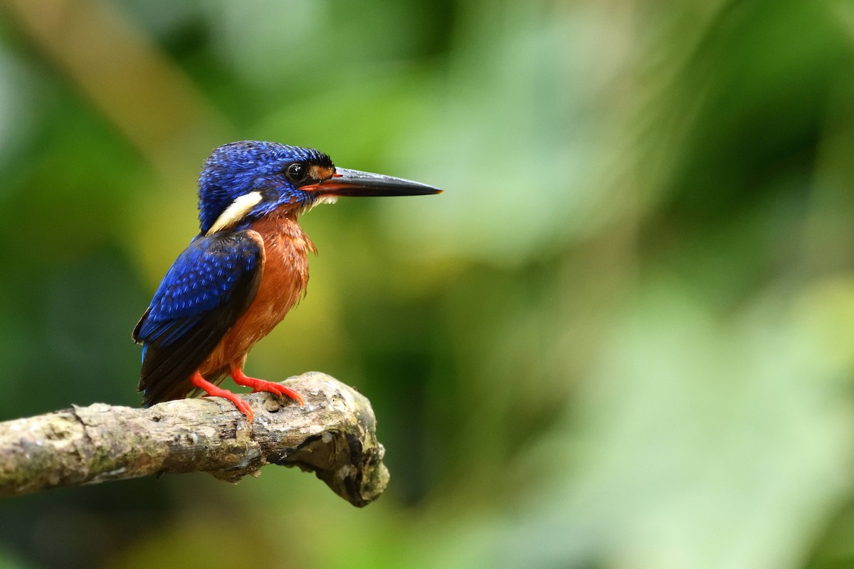 Blue-eared Kingfisher - ML638010381