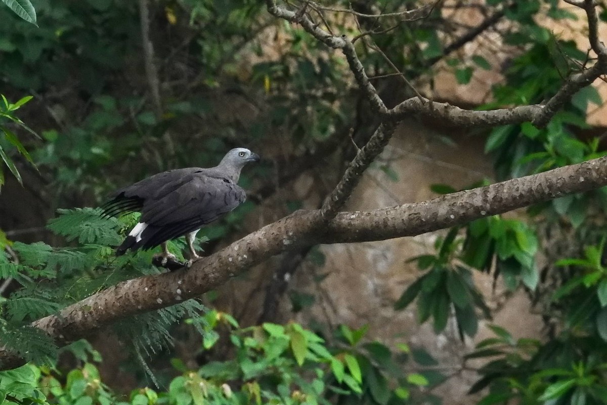 Gray-headed Fish-Eagle - ML638010401