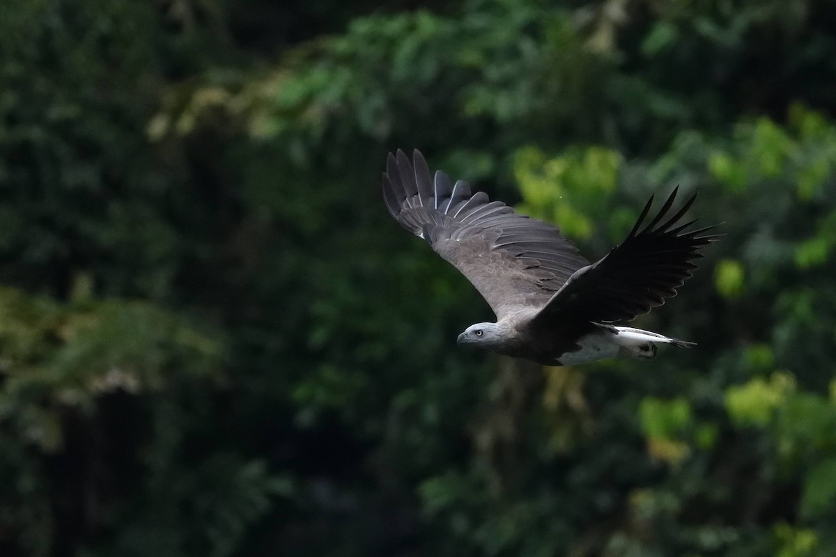 Gray-headed Fish-Eagle - ML638010402