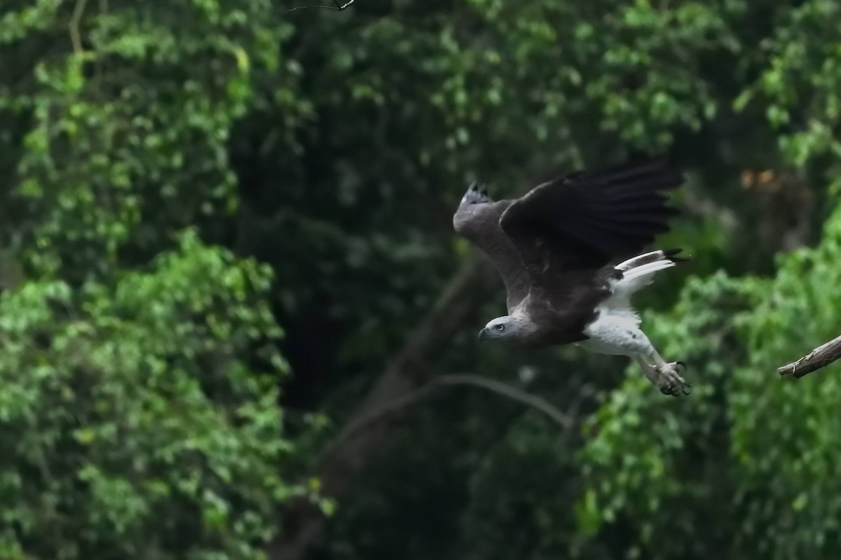 Gray-headed Fish-Eagle - ML638010403