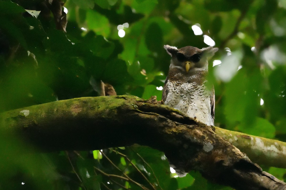 Barred Eagle-Owl - ML638010404