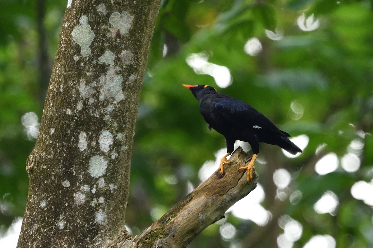 Common Hill Myna - ML638010407
