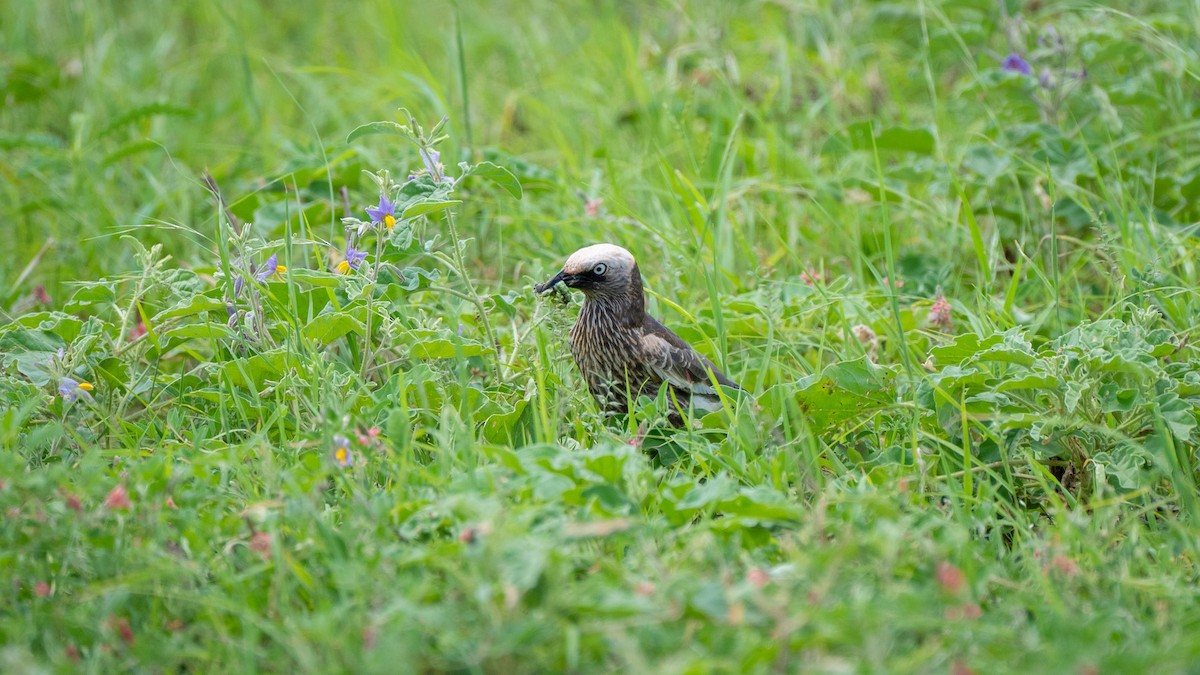 White-crowned Starling - ML638010413