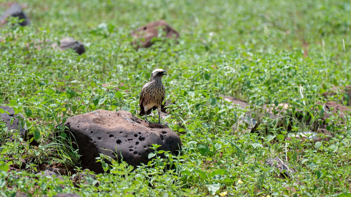 White-crowned Starling - ML638010414