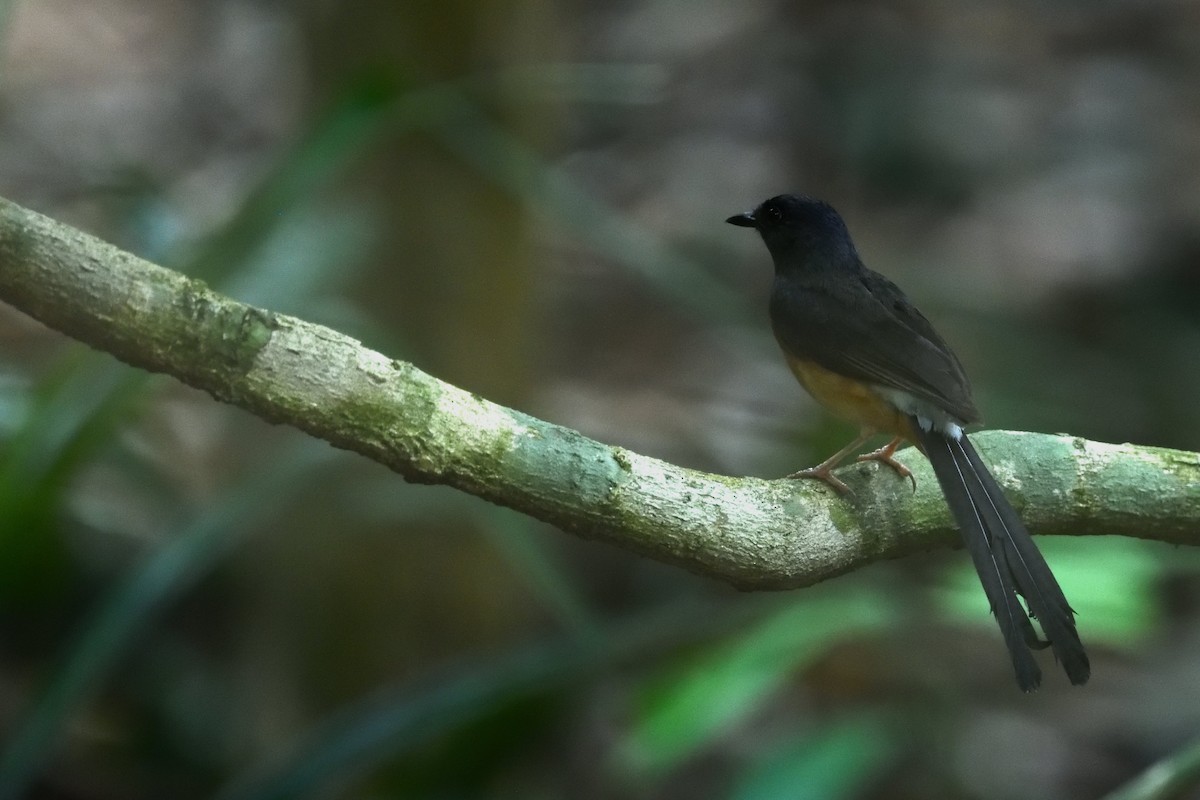 White-rumped Shama - ML638010416
