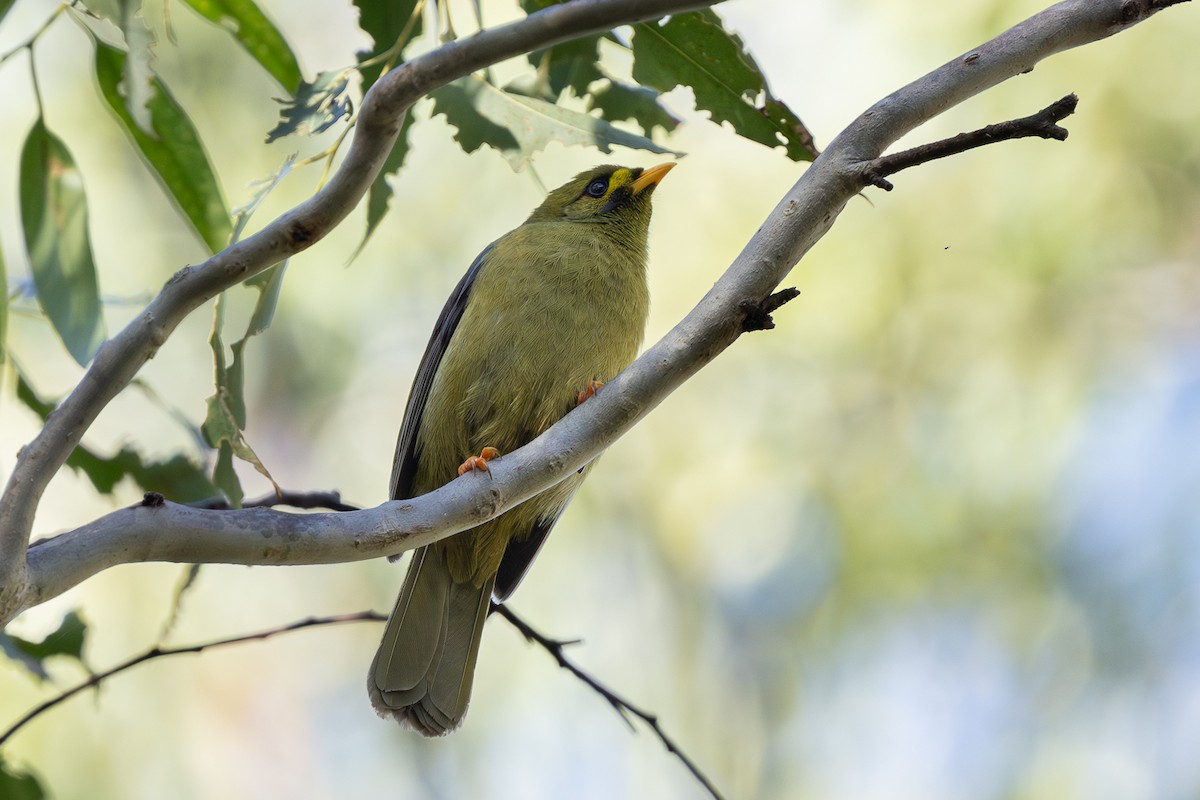 Bell Miner - ML638010419