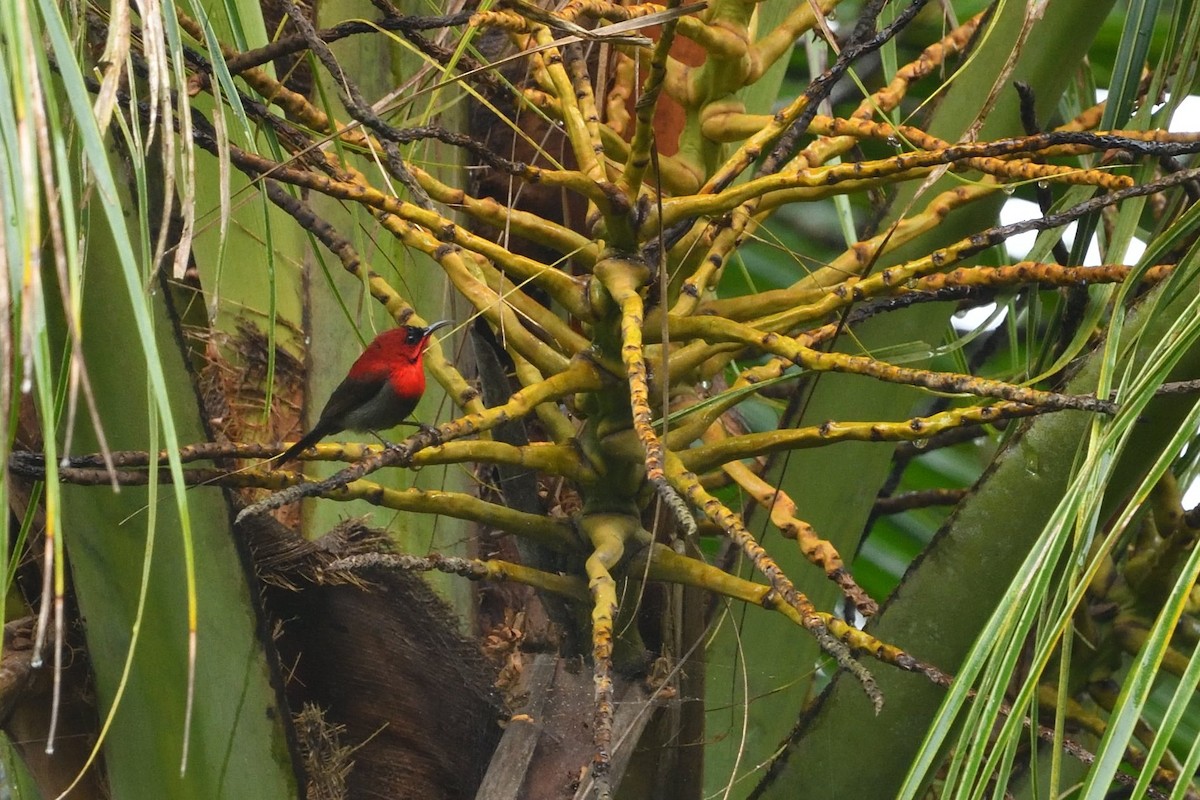 Crimson Sunbird - ML638010425