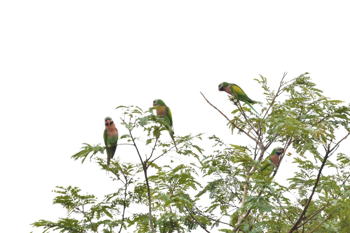 Red-breasted Parakeet - ML638010440