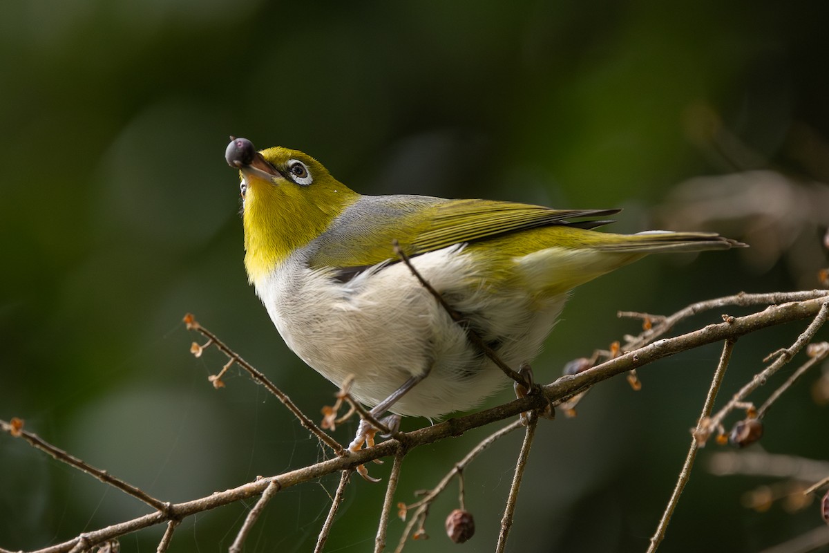 Silvereye - ML638010442